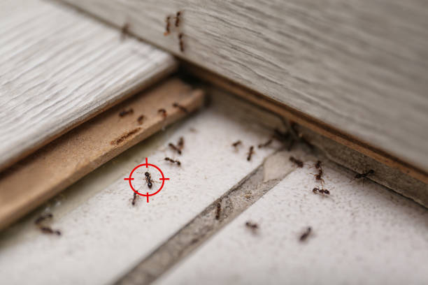 Best Emergency Pest Control  in Ottumwa, IA