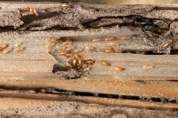Bird Control in Ottumwa, IA